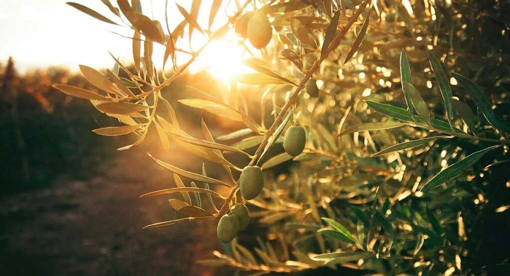 higos olivos valle del Jordán