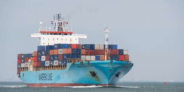 polizones animales marinos