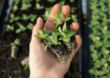 plantas fertilizantes