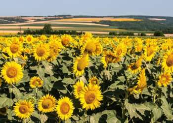 Campo de girasoles en Europa, representando cómo la tecnología agrícola israelí protege los cultivos