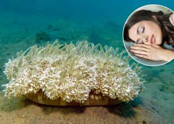 medusas y humanos, en el centro de una investigación sobre la falta de sueño