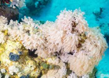 El coral blando Xenia umbellata en los arrecifes del Mar Rojo, protagonista del estudio sobre movimiento sin cerebro
